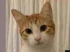 Gato SRF Medio 2-anos