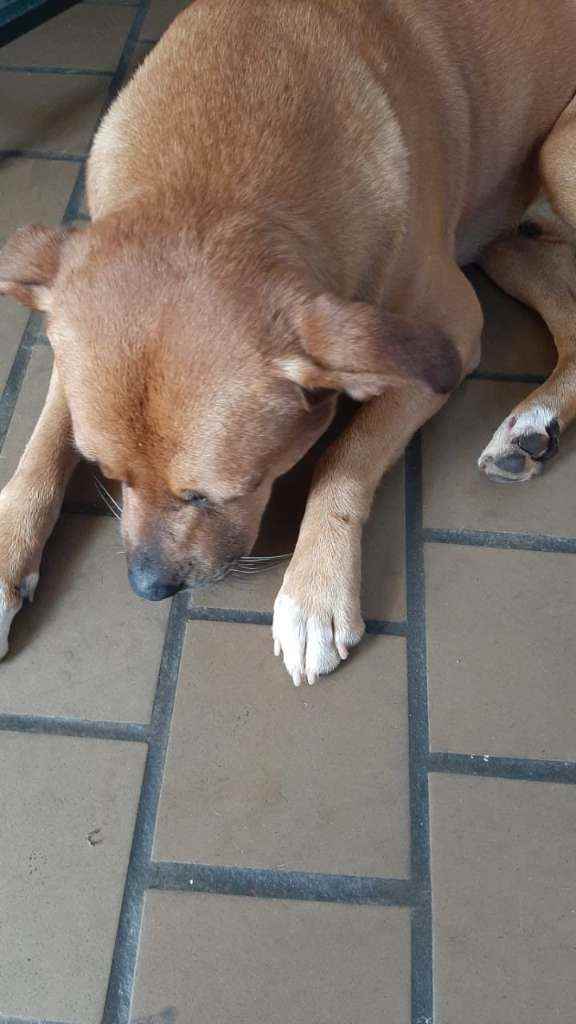 Procura-se esse Cachorro Franco da Rocha/SP | REX | 6 anos Acima | Raça Vira lara | tamanho Médio | foto 4