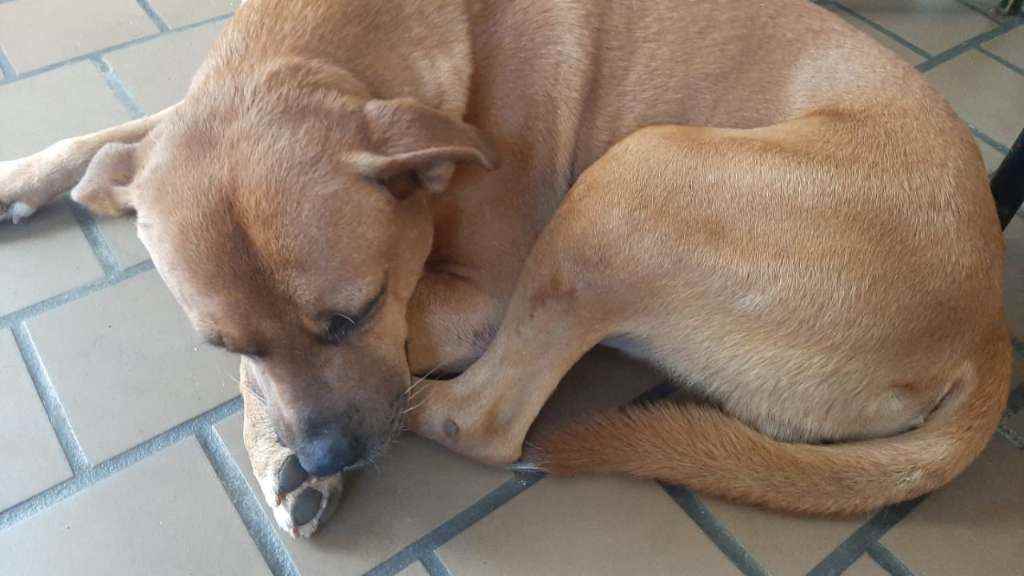Procura-se esse Cachorro Franco da Rocha/SP | REX | 6 anos Acima | Raça Vira lara | tamanho Médio | foto 5