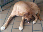 Procura animal perdido Cachorro tamanho Medio Macho 6-anos-Acima