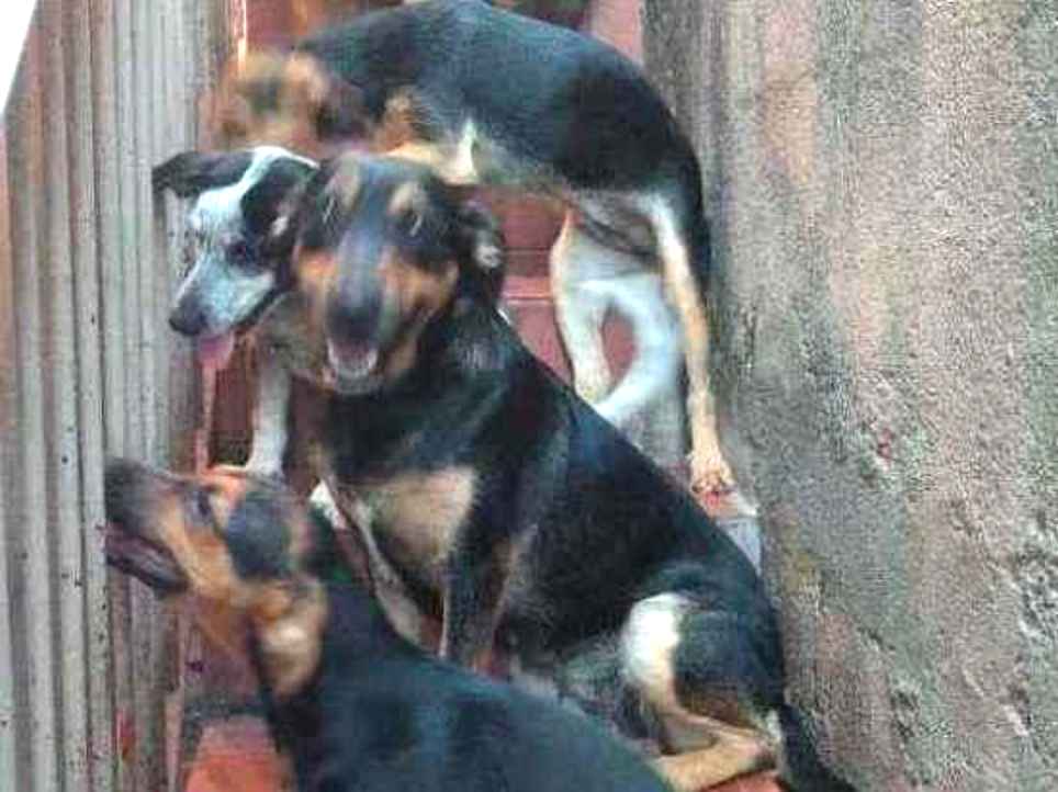Cachorros e gatos de JULIANA GOMES DA SILVA (1) em SP - Barueri