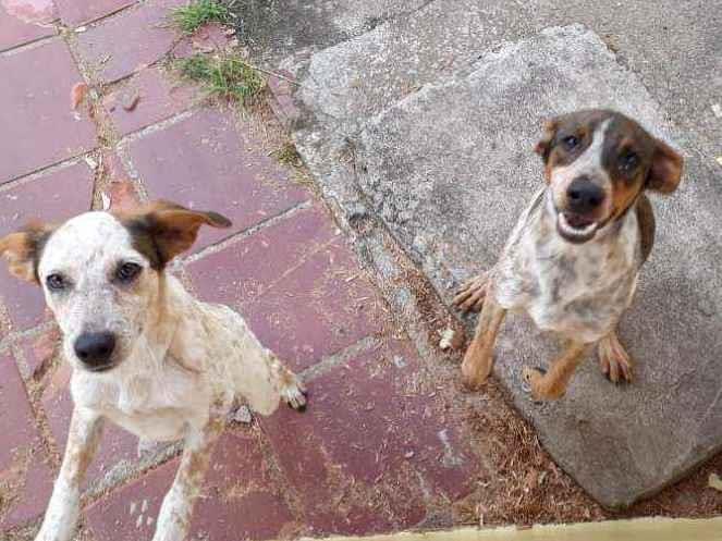 Cachorros e gatos de Tati Tatiana (1) em SP - Itanhaém