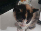 Gato Viralata Pequeno Abaixo-de-2-meses
