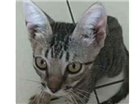Gato Gato de rua(vira lata) Pequeno 2-a-6-meses