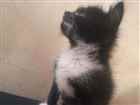 Gato Gato Pequeno Abaixo-de-2-meses