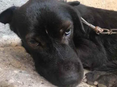 Gato Mistura Pequeno 1-ano