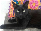 Gato Srd negro Medio 6-anos-Acima