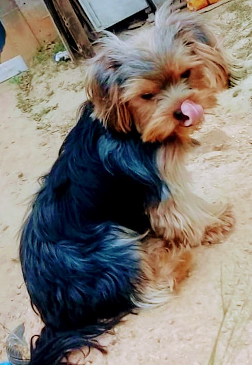 Bellinha  perdida | foto 2