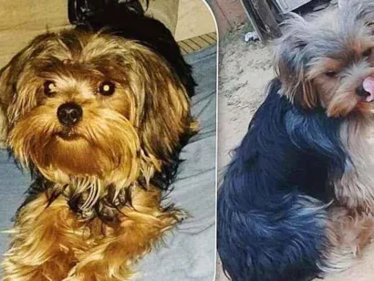 Cao Yorkshire Pequeno 2-anos