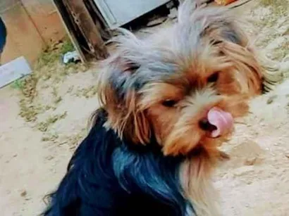 Cao Yorkshire Pequeno 2-anos