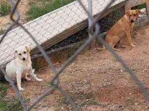 Cachorros e gatos de silvana (13) em SP - Jundiaí