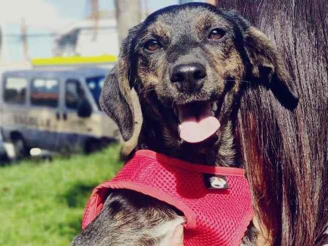 Adoção de Cachorro São Paulo/SP | Kimberlin | 2 a 6 meses | Raça SRD-ViraLata | tamanho Pequeno