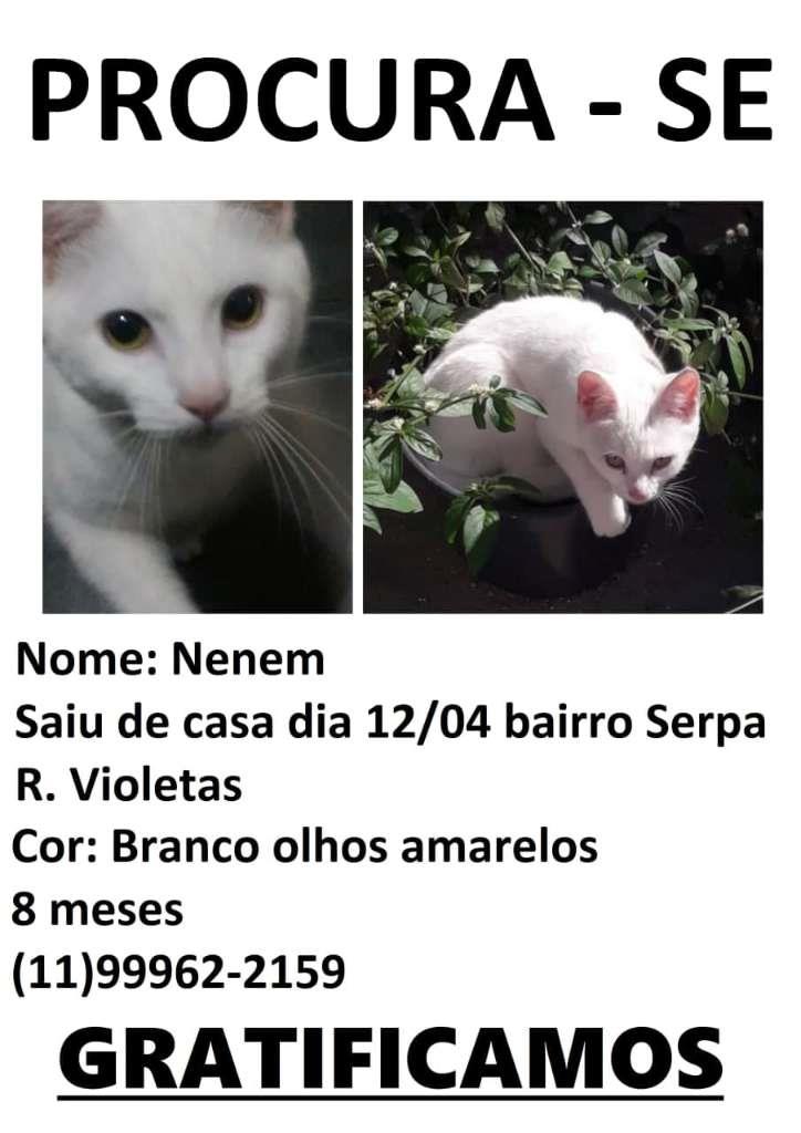 Nenem GRATIFICA  perdido | foto 2