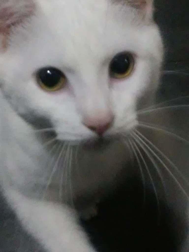 Nenem GRATIFICA  perdido | foto 3