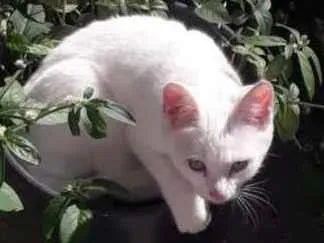 Gato SRD-ViraLata Medio 7-a-11-meses