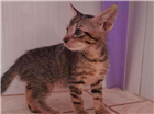 Gato Gato maltês Pequeno 2-a-6-meses