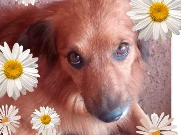 Adoção de Cachorro Bauru/SP | Bob | 4 anos | Raça SRD | tamanho Médio