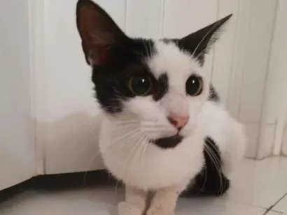 Gato SRD-ViraLata Pequeno 7-a-11-meses