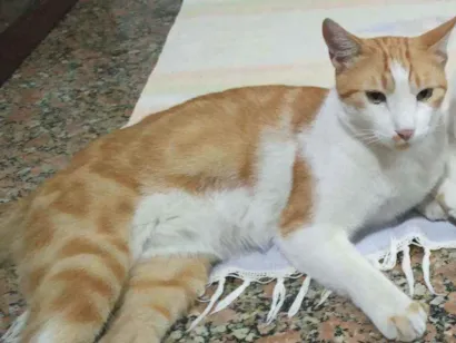 Gato Mestiça  Grande 2-a-6-meses