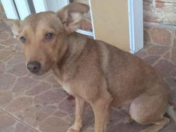 Adoção de Cachorro Porto Alegre/RS | Cachorrinha Especial |   | Raça SRD-ViraLata | tamanho Médio