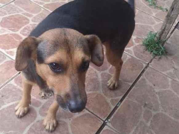 Adoção de Cachorro Porto Alegre/RS | Cachorrinha Especial |   | Raça SRD-ViraLata | tamanho Médio