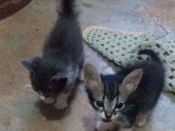 Adoção de Gato Campo Grande/MS | Gatos | Filhote | Raça Comum | tamanho Pequeno