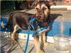 Cachorro tamanho Medio Macho 7-a-11-meses para adoção