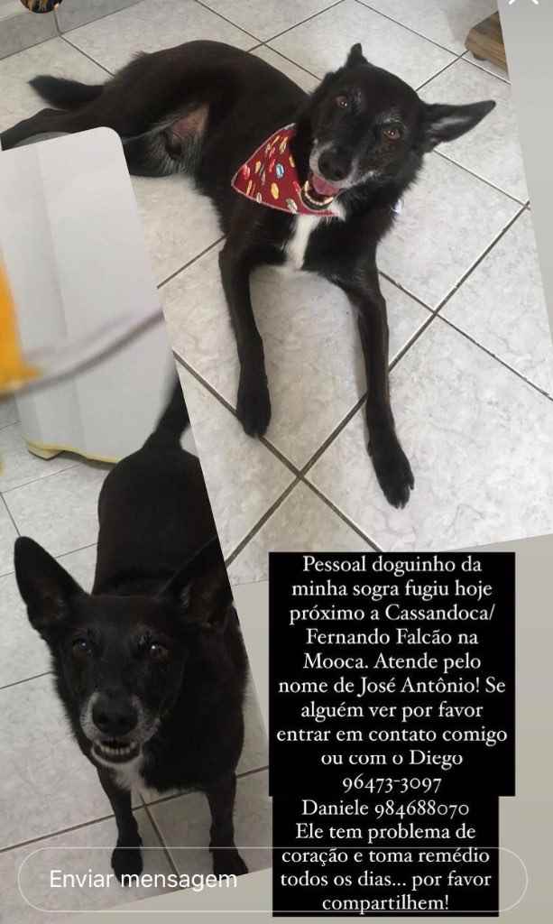 Procura-se esse Cachorro São Paulo/SP | José antonio | 6 anos Acima | Raça Vira lata | tamanho Pequeno | foto 2