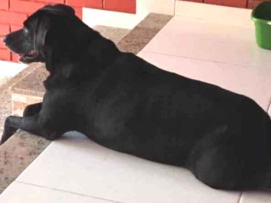 Adoção de Cachorro Angra dos Reis/RJ | Conan | 2 anos | Raça Labrador  | tamanho Grande