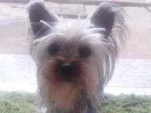 Cao Yorkshire Terrier Pequeno 1-ano