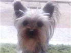 Cao Yorkshire Terrier Pequeno 1-ano