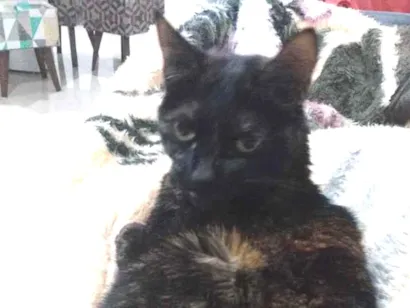 Gato SRD Pequeno 6-anos-Acima