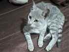 Gato Tigre cinza Pequeno 2-a-6-meses