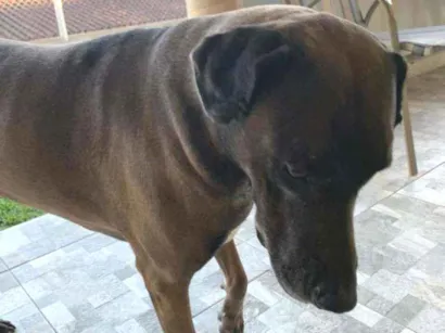 Cao Weimaraner Grande 5-anos