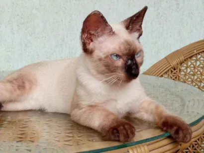 Gato Siamês  Medio 7-a-11-meses