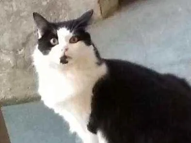 Gato Srd Medio 2-anos
