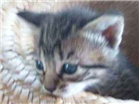 Gato SOKOKE Pequeno Abaixo-de-2-meses