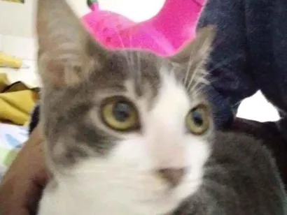 Gato  Pequeno 2-a-6-meses