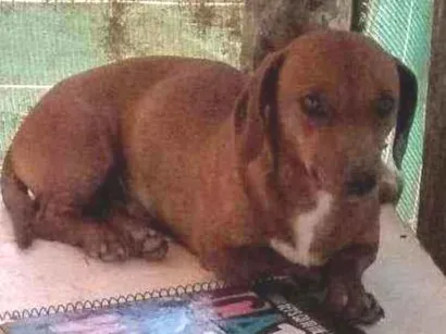 Cao Base Pequeno 1-ano