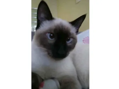 Gato Siamês Medio 1-ano