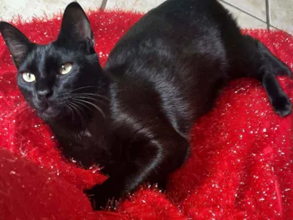 Gato  Pequeno 1-ano