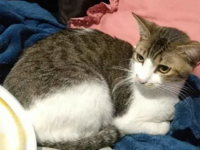 Gato Não definido  Medio 2-anos