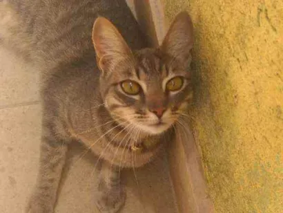 Gato Srd Pequeno 1-ano
