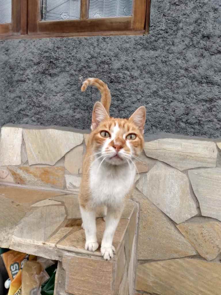 Luy   para adoção | foto 2
