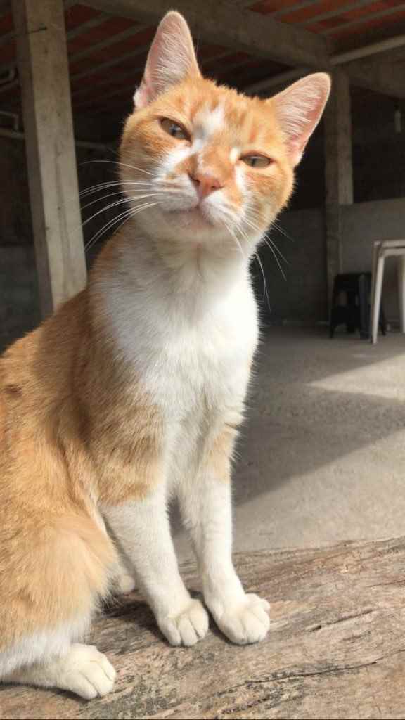 Luy   para adoção | foto 4