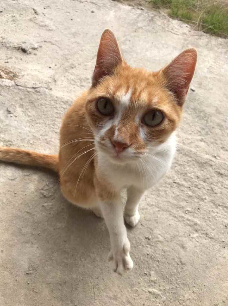Luy   para adoção | foto 5