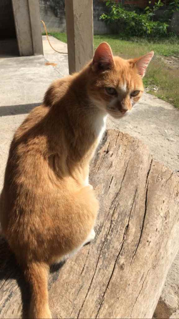 Luy   para adoção | foto 7
