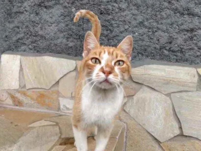 Gato Indefinida Medio 3-anos