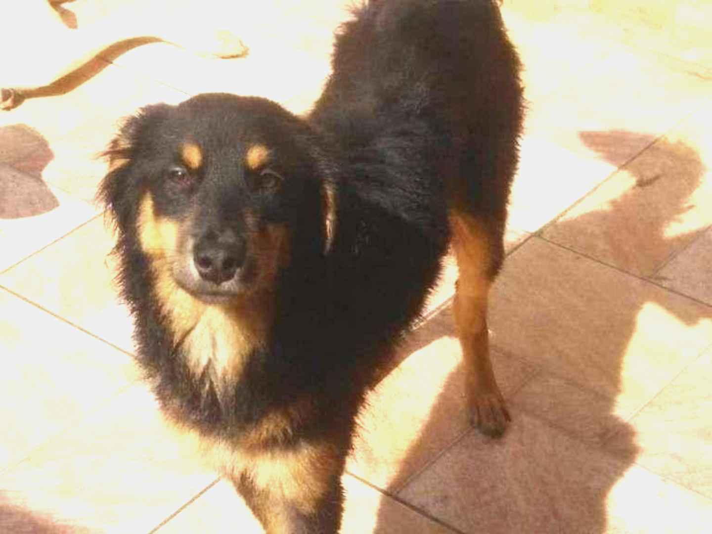 Adoção de Cachorro Guarulhos/SP | BOBY | 3 anos | Raça SRD-ViraLata | tamanho Médio