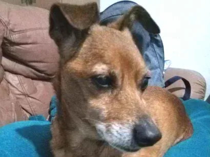 Cao Vira lata  Pequeno 6-anos-Acima